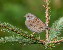 Heggenmus