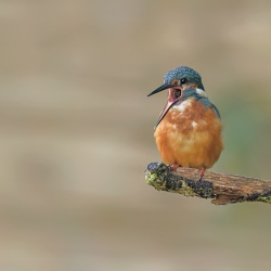 IJsvogel