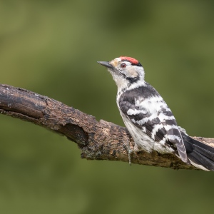 Kleine bonte specht