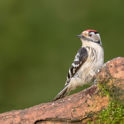 Kleine bonte specht