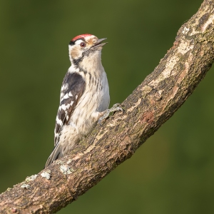 Kleine bonte specht