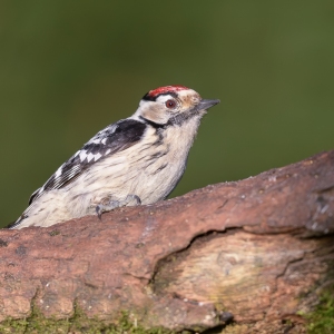 Kleine bonte specht