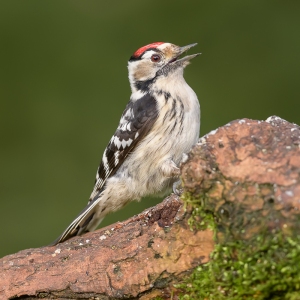 Kleine bonte specht