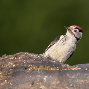 Kleine bonte specht