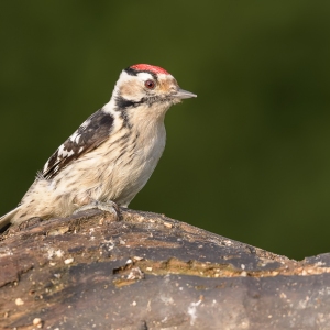 Kleine bonte specht