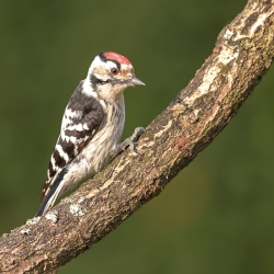 Kleine bonte specht