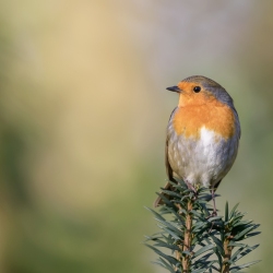 Roodborst