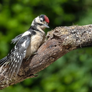 Grote bonte specht