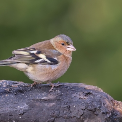 Vink