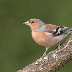 Vink