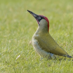 Groene specht - Loosdrecht