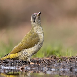 Groene specht - Lemele