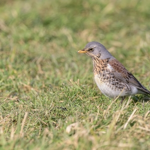 Kramsvogel  - polder Arkemheen