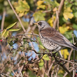 Kramsvogel - polder Arkemheen