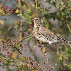 Kramsvogel - polder Arkemheen