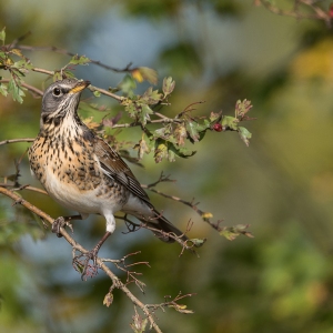 Kramsvogel - polder Arkemheen