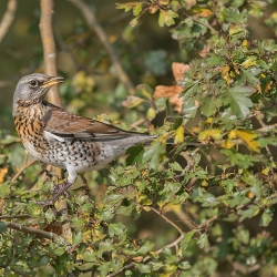 Kramsvogel - polder Arkemheen