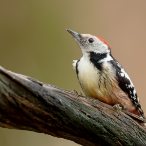 Middelste bonte specht