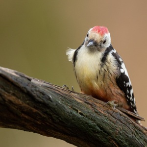 Middelste bonte specht