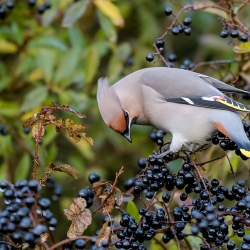 Pestvogel - IJmuiden