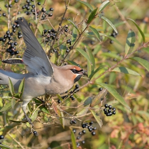 Pestvogel - IJmuiden