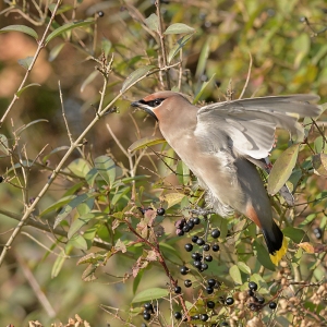 Pestvogel - IJmuiden