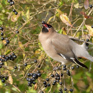 Pestvogel - IJmuiden