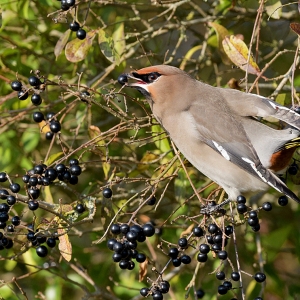 Pestvogel - IJmuiden