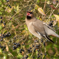 Pestvogel - IJmuiden