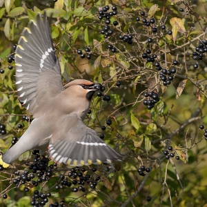 Pestvogel - IJmuiden