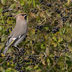 Pestvogel - IJmuiden