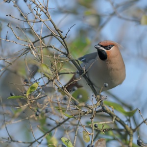 Pestvogel - De Bilt