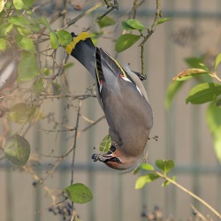 Pestvogel - De Bilt