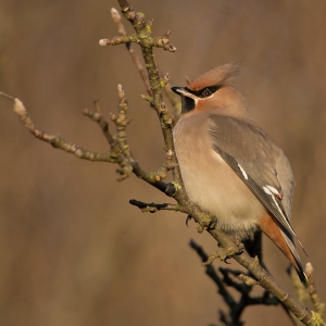 Pestvogel - Texel