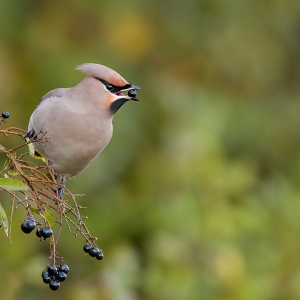 Pestvogel - IJmuiden