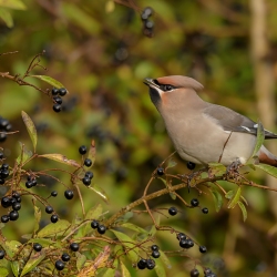 Pestvogel - IJmuiden