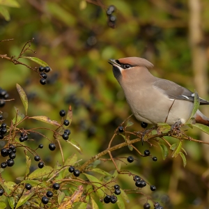 Pestvogel - IJmuiden