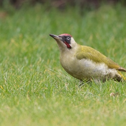 Groene specht - Loosdrecht