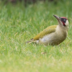 Groene specht - Loosdrecht