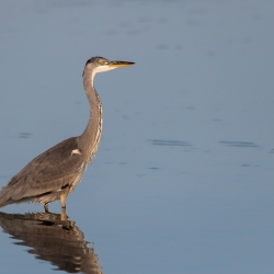 Blauwe reiger - Losser