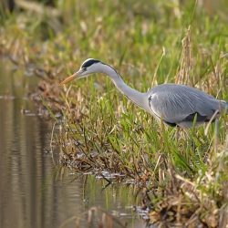 Blauwe reiger - Hollandsche Rading