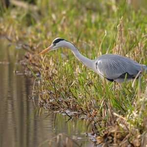 Blauwe reiger - Hollandsche Rading