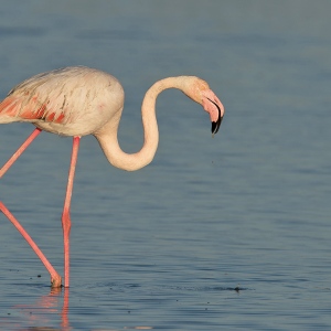 Flaming - Camargue