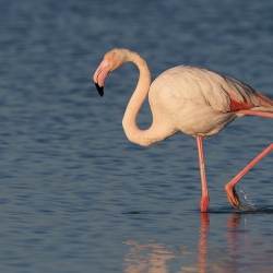 Flamingo - Camargue