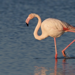 Flamingo - Camargue