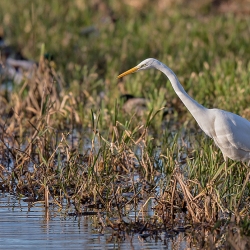 Grote zilverreiger - Hollandsche Rading