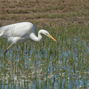 Grote zilverreiger - Coto Doñana