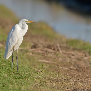 Grote zilverreiger - Hollandsche Rading