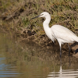 Kleine zilverreiger - Coto Doñana