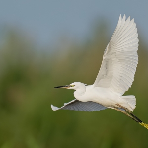 Kleine zilverreiger - Spanje